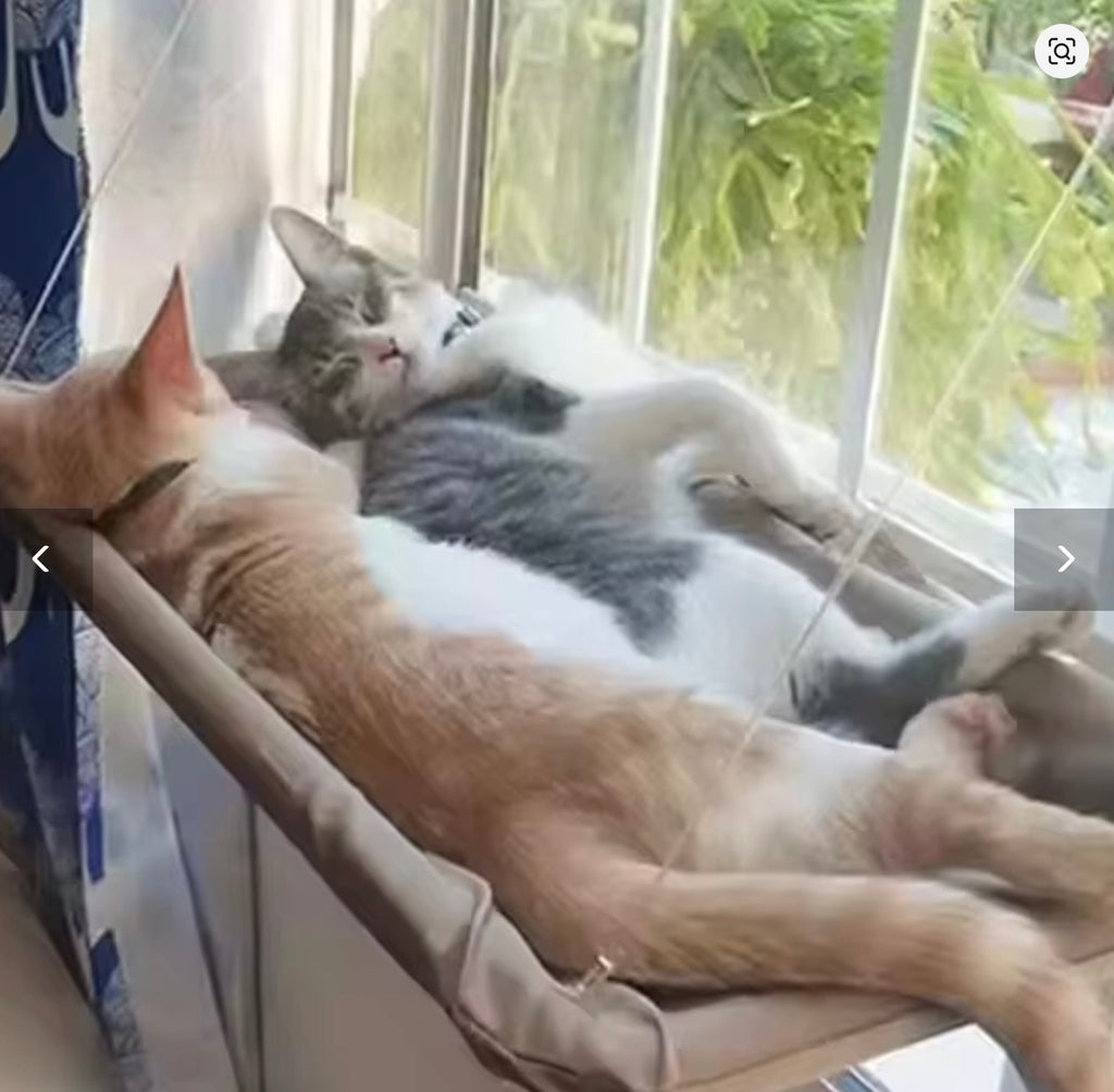 Hamac de fenêtre à ventouses pour chat – photo 1