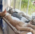 Hamac de fenêtre à ventouses pour chat – photo 1