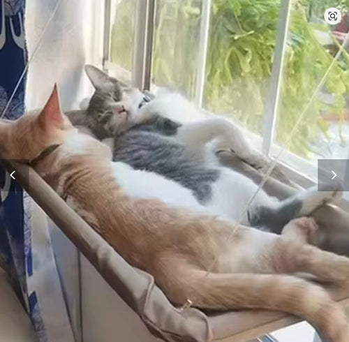 Hamac de fenêtre à ventouses pour chat – photo 1