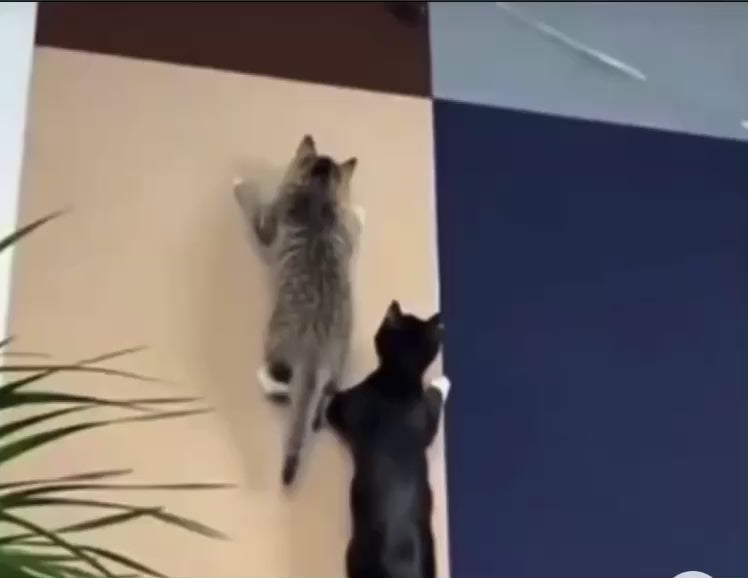 Protection Anti-Griffures Auto-Adhésive pour Chat
