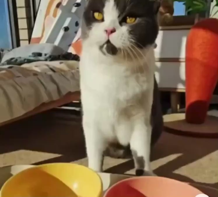 Gamelle Surélevée Anti-Glouton pour Chat